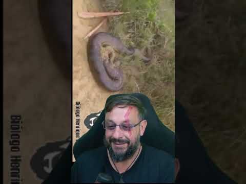 Sucuri em Porto Grande AP #biologohenrique #animais #bichoesperto #biologo