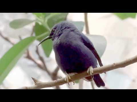Purple Honeycreeper male