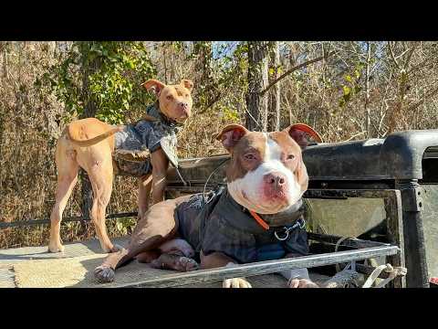 4 DAYS | 1 TOURNAMENT | Putting our Dogs to the Test! Part 1