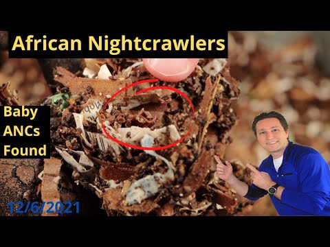African Nightcrawler Bins Update Babies Found 12/6/2021