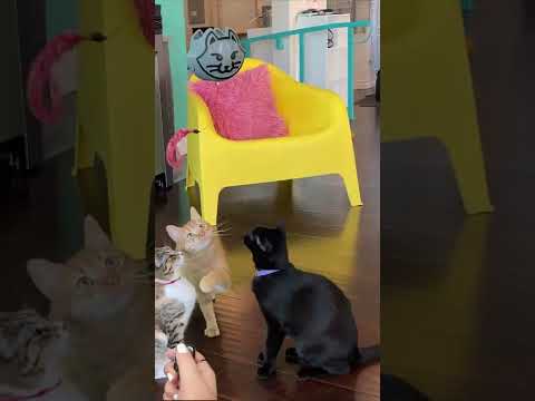 Your kitty is looking for a new interactive cat toy...well.