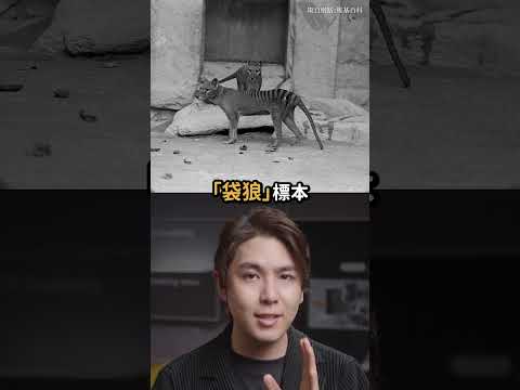 男子買搞笑狐狸頭，居然是珍貴標本！｜志祺七七 Shorts #daily