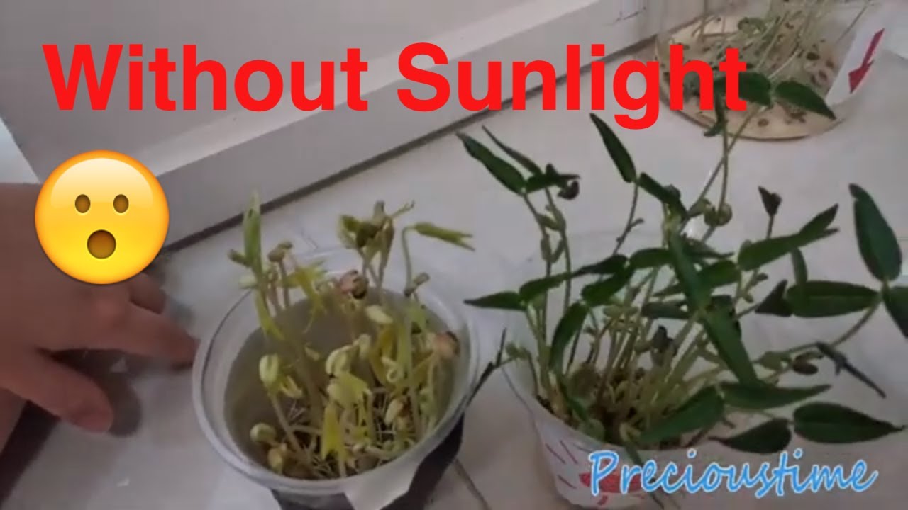 Plant VS Sunlight Experiment 2 - Plant Turn Yellow Due to No Sunlight