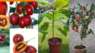 Tamarillo, the tomato tree
