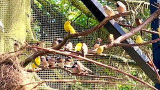 🤩Amazing Bird Breeding Update | Finches | Softbills, Canary Birds, Budgies, Bird Aviary | S3:Ep2