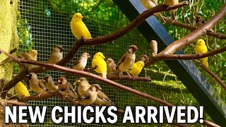 🤩Amazing Bird Breeding Update | Finches | Softbills, Canary Birds, Budgies, Bird Aviary | S3:Ep2