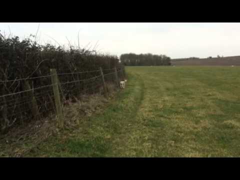 Lamb is lost - where's his mother