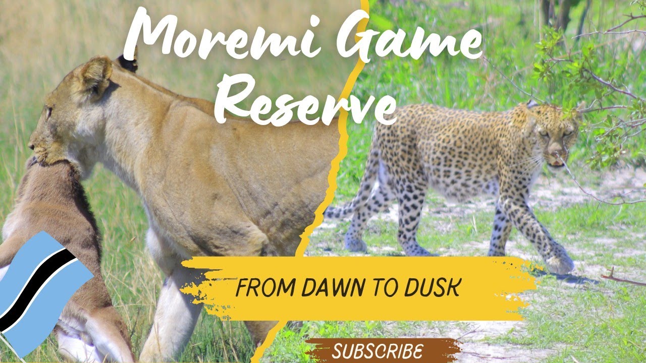 MOREMI GAME RESERVE, BOTSWANA DAY TRIP: WORTH YOUR TIME AND MONEY??