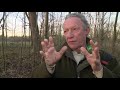 Boommarter komt steeds vaker voor in Biesbosch