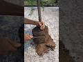 Morpankhi Plant Repotting Thuja Plant Shorts Plant Gardening