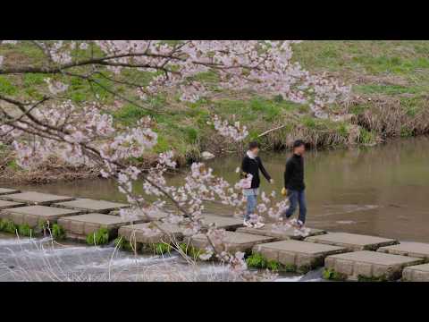 夏井千本桜（小野町）