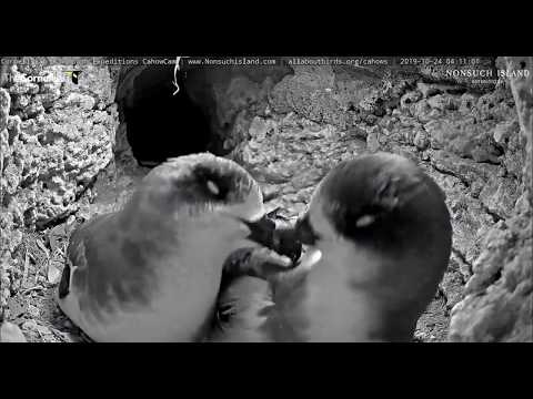 Pair of Cahows canoodle      04 08 25  Video 2019 10 24 063556