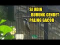 Gacor Nya Kelewatan Si Udin Burung Cendet Paling Gacor Kicaumania
