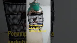 Download lagu perkutut lokal WGG @GacorChannel21 mp3