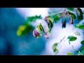 Mahayana - Medwyn Goodall & Friends 