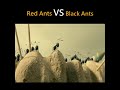 Red Ants Vs Black Ants Fighting Scene Movie Clip 2021