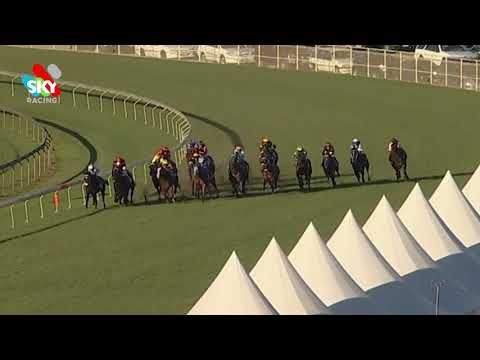 Black Piranha Stradbroke