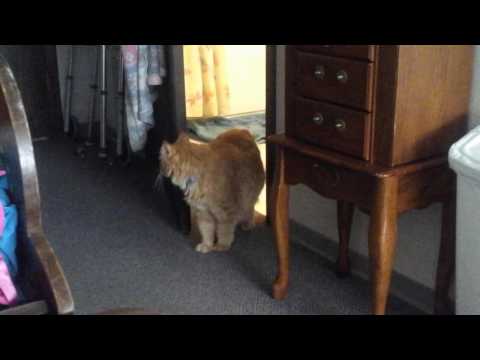 Garfield is having some fun time with me his buddy.