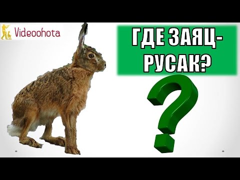 , title : 'Где и Как Искать Зайца-Русака на Охоте? Videoohota'