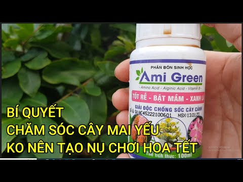 🔴 QBS23438 - NHỮNG CÂY MAI YẾU KHÔNG NÊN BÓN PHÂN TẠO NỤ | THỜI ĐIỂM TẠO NỤ CHO CÂY MAI MIỀN BẮC
