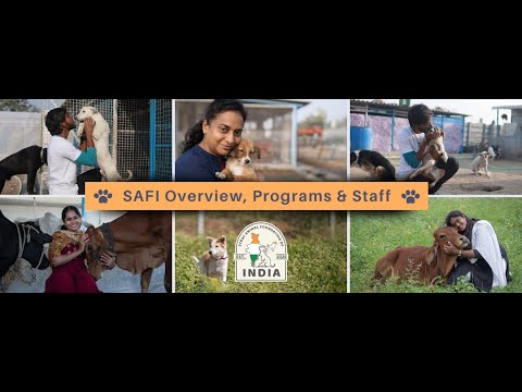 Reports on Save Street animals in India and Reduce suffering - GlobalGiving Reports on Save Street animals in India and Reduce suffering - GlobalGiving