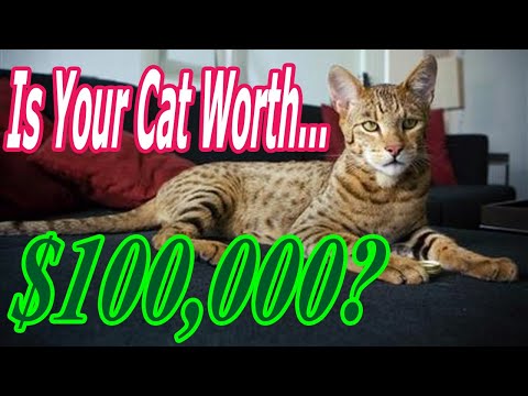 TOP 10 Most EXPENSIVE Cat Breeds in the world 2020 (How to: Breeding Cats) Cat Breed Worth $100,000
