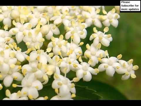 download lagu mp3 mp4 White Tea Elderflower And Apricot, download lagu White Tea Elderflower And Apricot gratis, unduh video klip White Tea Elderflower And Apricot
