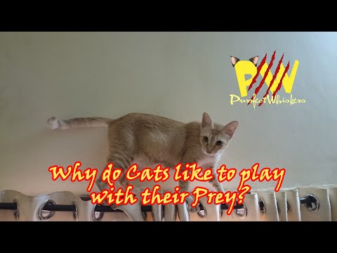 Why do Cats like to play with their Prey?