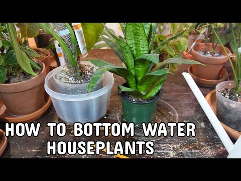 HOW TO BOTTOM WATER HOUSEPLANTS | Should You Be Using This Method For Your Plants?!