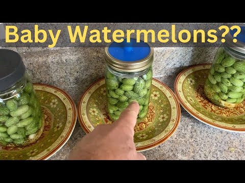 Pickling a Cucamelon or Kookamelon or Sour Gerkin