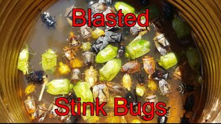 Blasted STINK BUGS    ~     don