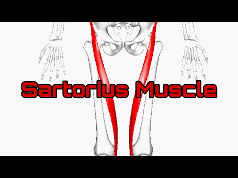 Sartorius Muscle|Origin Insertion Innervation|Blood Supply|Clinical Aspects