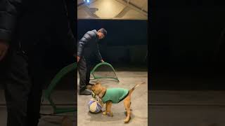 🏆 Hi 👋 fans around the world,we love you and thanks for your support and love Rusty!he is now 41/2m