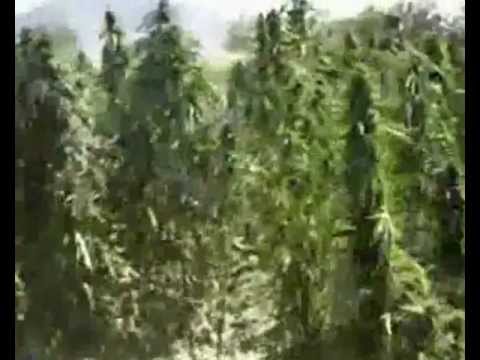 Real G Милиони я познават