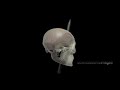 PHINEAS GAGE AND HIS BRAIN INJURY, ANIMATION