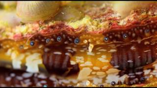 Eluvium -  Greatest hits