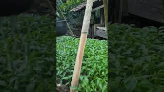 Download lagu proses penyiraman BIBIT CABAI BESAR #videoshort #fypシ゚viral #fypshorts mp3 Download lagu proses penyiraman BIBIT CABAI BESAR #videoshort #fypシ゚viral #fypshorts mp3