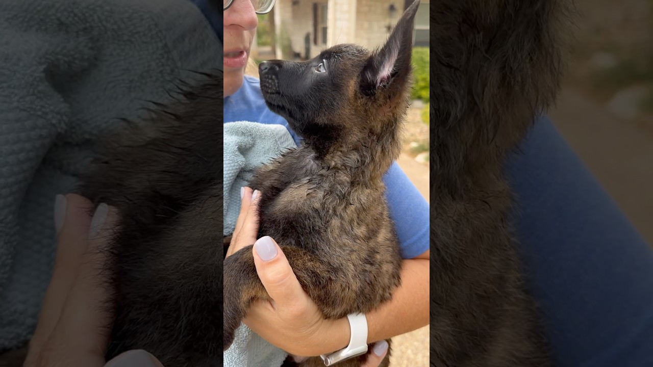 Day 1 #malinois #puppytraining #guardianmalinois