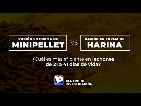 , title : 'Minipellet vs harina: Cuál es más eficiente en lechones de 21 a 41 días de vida'