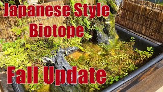 Japanese Style Medaka Biotope - Fall Update