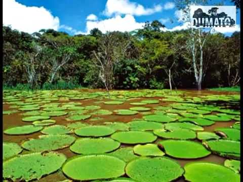 DJ Dumato  - Amazonia Bass