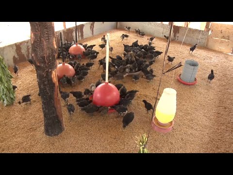 Queimada Nova passou a ser considerada capital da galinha canela preta 16 07 2022