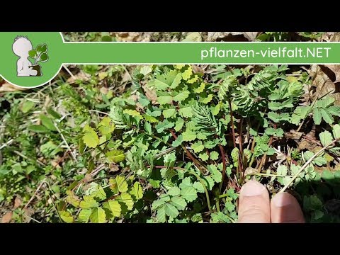 Kleiner Wiesenknopf - Erste Boten - 30.03.18 (Sanguisorba minor) - Pflanzen-Bestimmung