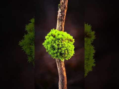 Macro Photography Lighting #litbylume | Miniature Nature Studio