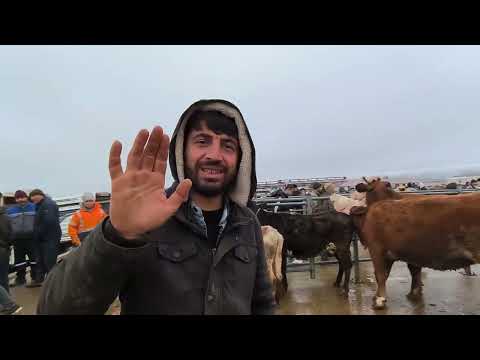 ÇORUM ANIMAL MARKET CATTLE FILMING, JANUARY 12TH, PART 2, JANUARY 14TH, 2026