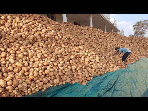 , title : 'Complete details on Large Scale Potato farming Using RAINWATER from Sowing to Lorry Loading