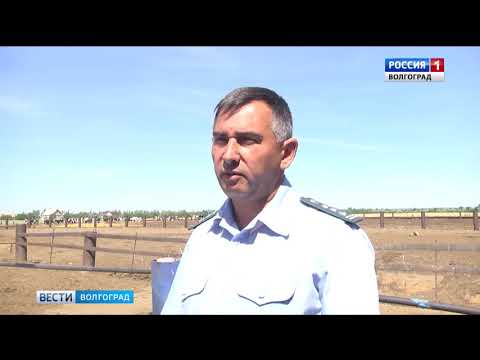Специалисты Управления Россельхознадзора проводят эпизоотический мониторинг в Волгоградской области