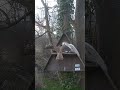 Owl Vs Kistreel Shortvideo Shortvideo Shortvideo