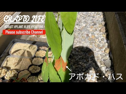 アボカドの木は寒い冬の霜を恐れますか?