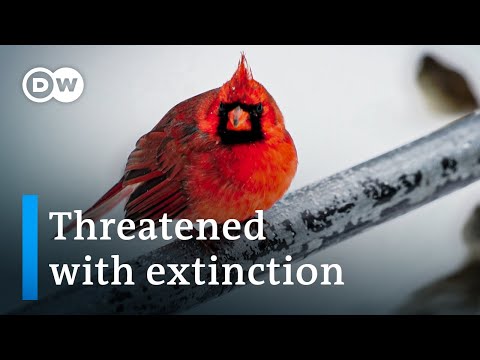 Birds: Survivalists with Special Powers
